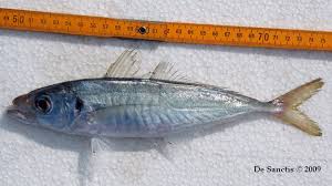 Image result for Trachurus mediterraneus