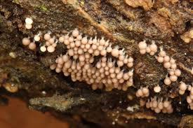 Attēlu rezultāti vaicājumam “Arcyria affinis stalked”