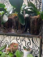 Image result for Конфетти d-23 Кашпо 2109020759412