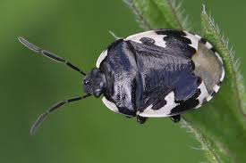 Attēlu rezultāti vaicājumam “Tritomegas bicolor imago”