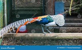 Image result for Chrysolophus amherstiae