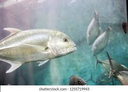 Image result for Caranx hippos