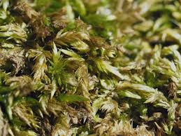 Attēlu rezultāti vaicājumam “Brachythecium”