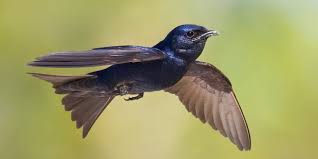 Attēlu rezultāti vaicājumam “Hirundinidae”