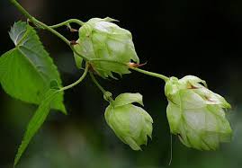 Attēlu rezultāti vaicājumam “Humulus lupulus bud”