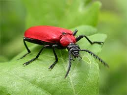 Attēlu rezultāti vaicājumam “Pyrochroa coccinea”