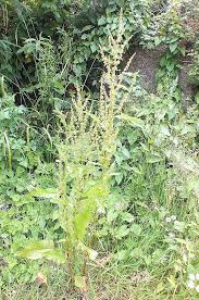 Attēlu rezultāti vaicājumam “Rumex aquaticus bud”