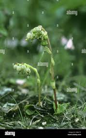 Attēlu rezultāti vaicājumam “Pyrolaceae”