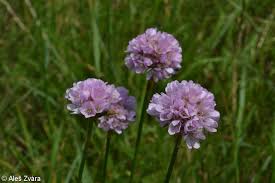 Attēlu rezultāti vaicājumam “Armeria vulgaris leaf”