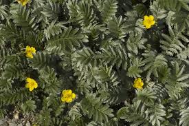 Attēlu rezultāti vaicājumam “Argentina anserina”