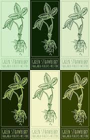 Attēlu rezultāti vaicājumam “Fragaria viridis leaf”