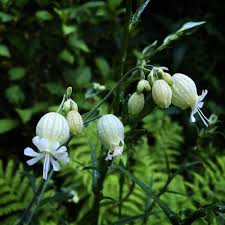 Attēlu rezultāti vaicājumam “Silene vulgaris leaf”