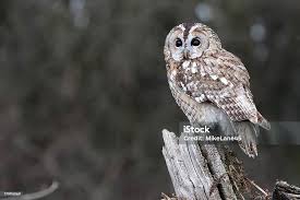 Attēlu rezultāti vaicājumam “Strix aluco female”