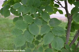 Attēlu rezultāti vaicājumam “Cladrastis kentukea leaf”