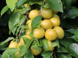 Attēlu rezultāti vaicājumam “Prunus cerasifera fruit”