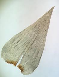 Attēlu rezultāti vaicājumam “Rhytidiadelphus triquetrus sporophyte”