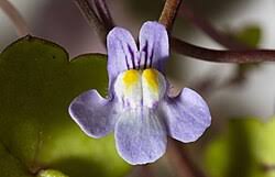 Attēlu rezultāti vaicājumam “Saxifraga cymbalaria flower”