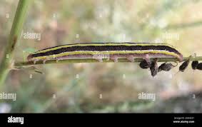 Attēlu rezultāti vaicājumam “Ceramica pisi larva”