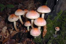 Attēlu rezultāti vaicājumam “Hypholoma lateritium”