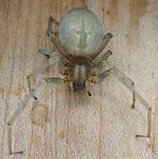 Attēlu rezultāti vaicājumam “Miturgidae”