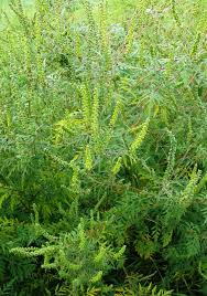 Attēlu rezultāti vaicājumam “Ambrosia artemisiifolia fruit”