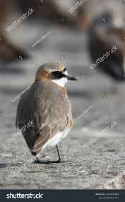 Image result for Charadrius mongolus