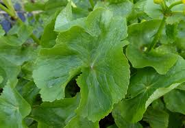 Attēlu rezultāti vaicājumam “Caltha palustris leaf”
