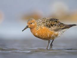 Attēlu rezultāti vaicājumam “Calidris canutus”