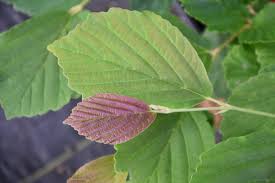 Attēlu rezultāti vaicājumam “Hamamelis vernalis”