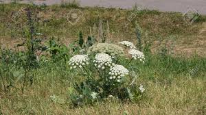 Attēlu rezultāti vaicājumam “Heracleum sosnowskyi flower”
