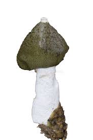 Attēlu rezultāti vaicājumam “Phallus impudicus”