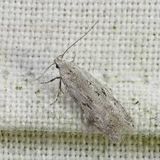 Attēlu rezultāti vaicājumam “Carpatolechia proximella”