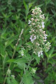 Image result for Nepeta cataria