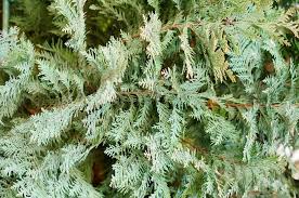 Attēlu rezultāti vaicājumam “Abies mariesii”