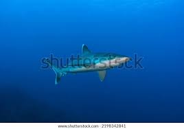 Image result for Carcharhinus albimarginatus