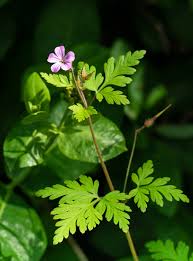 Attēlu rezultāti vaicājumam “Geranium robertianum”