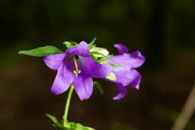 Attēlu rezultāti vaicājumam “Campanula trachelium flower”