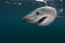 Image result for Lamna nasus