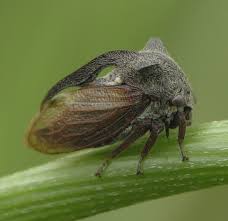 Attēlu rezultāti vaicājumam “Centrotus cornutus”