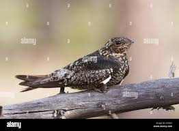 Image result for Chordeiles minor