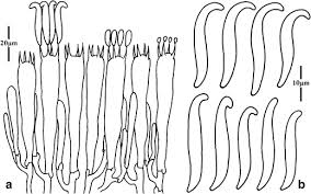 Attēlu rezultāti vaicājumam “Lentaria sp.”