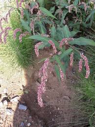 Attēlu rezultāti vaicājumam “Persicaria lapathifolia flower”