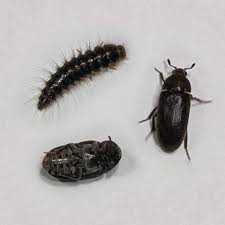 Attēlu rezultāti vaicājumam “Dermestes murinus”