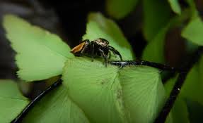 Attēlu rezultāti vaicājumam “Evarcha falcata male”