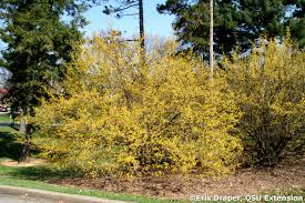 Attēlu rezultāti vaicājumam “Cornus mas flower”