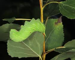 Attēlu rezultāti vaicājumam “Laothoe populi larva”