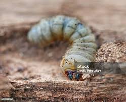 Attēlu rezultāti vaicājumam “Lygistopterus sanguineus larva”