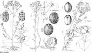 Attēlu rezultāti vaicājumam “Euphorbia virgata leaf”