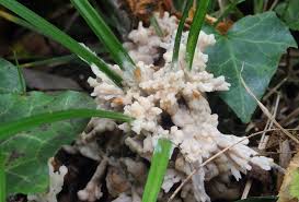 Attēlu rezultāti vaicājumam “Sebacina incrustans”