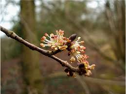 Attēlu rezultāti vaicājumam “Ulmus glabra flower”